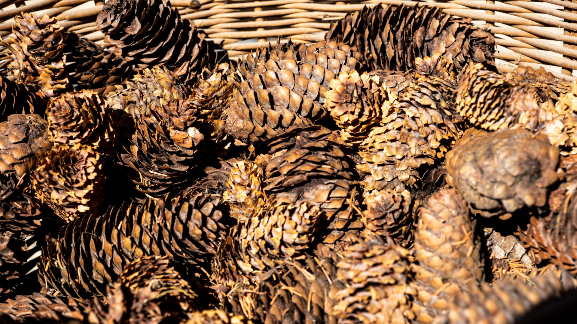 2023_09_30_Francesc Vidal Can Janet_DSF0142