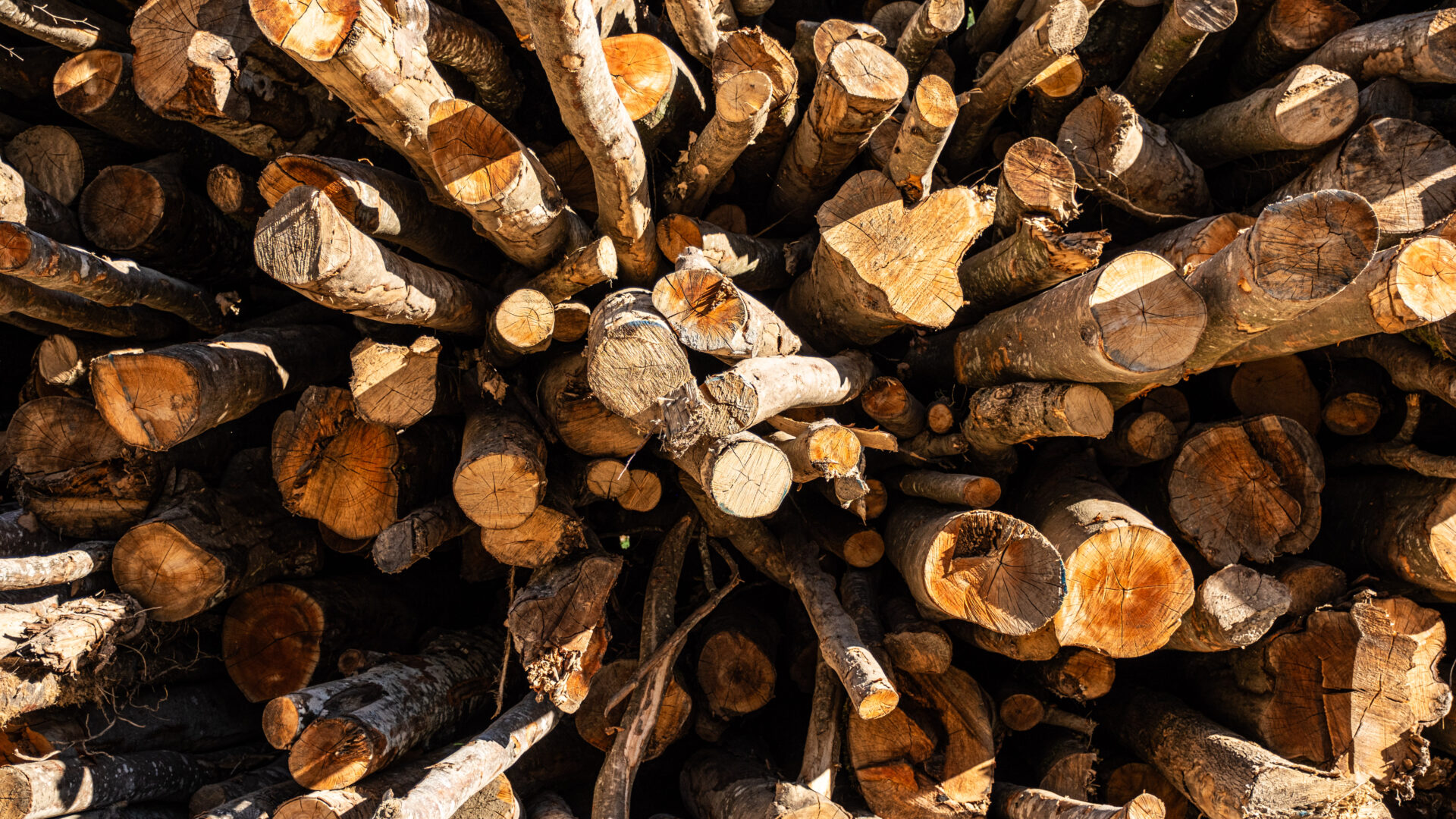 2023_09_30_Francesc Vidal Can Janet_DSF9842