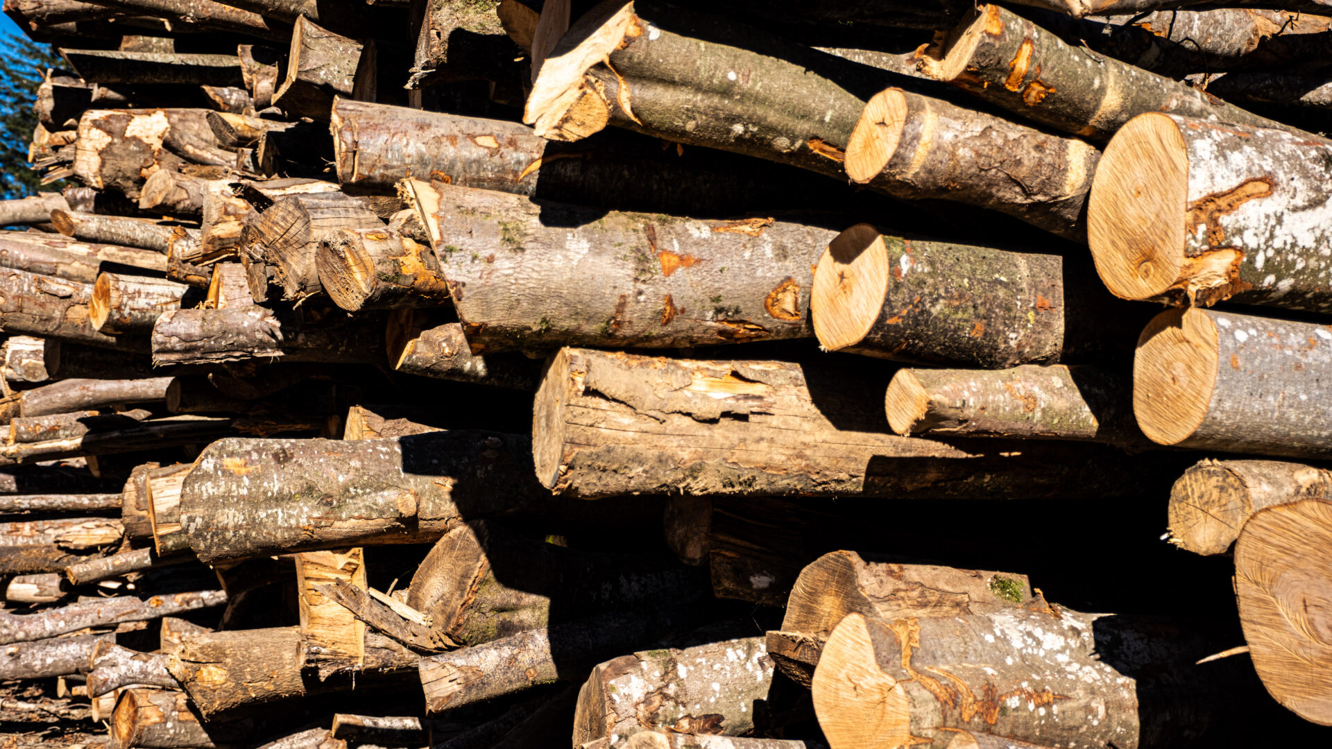 2023_09_30_Francesc Vidal Can Janet_DSF9846